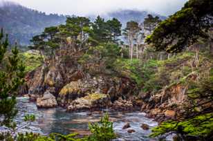 Point Lobos-3327.jpg Point Lobos-3327.jpg